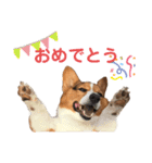 コギ男のスタンプ（個別スタンプ：8）