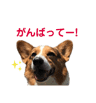 コギ男のスタンプ（個別スタンプ：11）