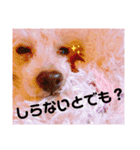 トイプードル・るるあろんの日常会話（個別スタンプ：14）