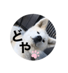 秋田犬ちゃちゃ1（個別スタンプ：1）