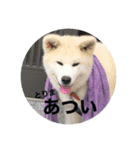 秋田犬ちゃちゃ1（個別スタンプ：2）