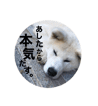 秋田犬ちゃちゃ1（個別スタンプ：3）