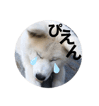 秋田犬ちゃちゃ1（個別スタンプ：4）