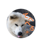秋田犬ちゃちゃ1（個別スタンプ：5）