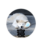 秋田犬ちゃちゃ1（個別スタンプ：6）