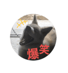 秋田犬ちゃちゃ1（個別スタンプ：7）