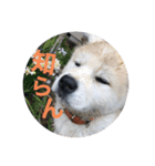 秋田犬ちゃちゃ1（個別スタンプ：9）