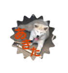 秋田犬ちゃちゃ1（個別スタンプ：10）