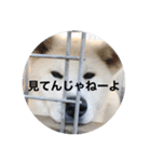 秋田犬ちゃちゃ1（個別スタンプ：11）