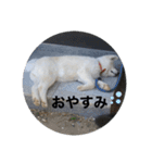秋田犬ちゃちゃ1（個別スタンプ：12）