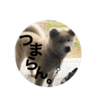 秋田犬ちゃちゃ1（個別スタンプ：13）