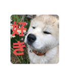 秋田犬ちゃちゃ1（個別スタンプ：14）
