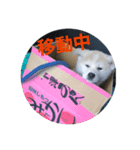 秋田犬ちゃちゃ1（個別スタンプ：15）