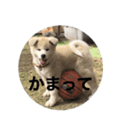 秋田犬ちゃちゃ1（個別スタンプ：16）