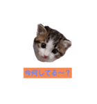 子猫そらの日常スタンプ（個別スタンプ：1）