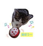 子猫そらの日常スタンプ（個別スタンプ：2）