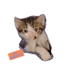 子猫そらの日常スタンプ（個別スタンプ：3）