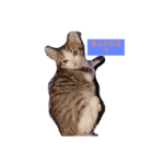 子猫そらの日常スタンプ（個別スタンプ：4）