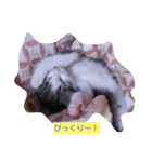 子猫そらの日常スタンプ（個別スタンプ：5）