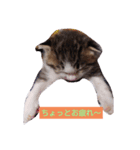 子猫そらの日常スタンプ（個別スタンプ：6）