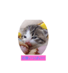 子猫そらの日常スタンプ（個別スタンプ：7）