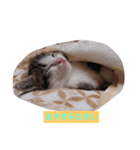 子猫そらの日常スタンプ（個別スタンプ：8）