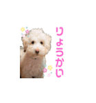ましゅ・まろんのスタンプ（個別スタンプ：1）