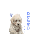 ましゅ・まろんのスタンプ（個別スタンプ：4）