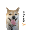 柴犬こたろうの日常2（個別スタンプ：1）