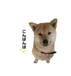 柴犬こたろうの日常2（個別スタンプ：2）