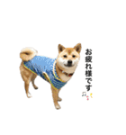 柴犬こたろうの日常2（個別スタンプ：3）