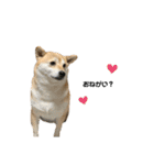 柴犬こたろうの日常2（個別スタンプ：4）
