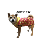 柴犬こたろうの日常2（個別スタンプ：5）