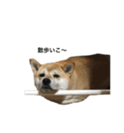 柴犬こたろうの日常2（個別スタンプ：6）