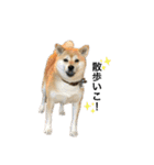 柴犬こたろうの日常2（個別スタンプ：7）