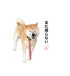 柴犬こたろうの日常2（個別スタンプ：8）