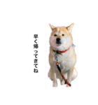 柴犬こたろうの日常2（個別スタンプ：9）