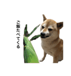 柴犬こたろうの日常2（個別スタンプ：10）