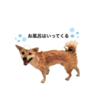 柴犬こたろうの日常2（個別スタンプ：11）