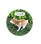 柴犬こたろうの日常2（個別スタンプ：12）
