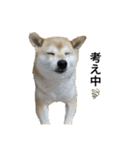 柴犬こたろうの日常2（個別スタンプ：14）