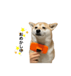 柴犬こたろうの日常2（個別スタンプ：15）