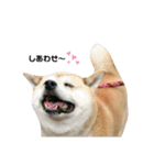 柴犬こたろうの日常2（個別スタンプ：18）