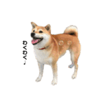 柴犬こたろうの日常2（個別スタンプ：19）