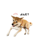 柴犬こたろうの日常2（個別スタンプ：20）