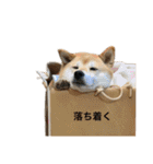 柴犬こたろうの日常2（個別スタンプ：21）