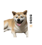 柴犬こたろうの日常2（個別スタンプ：22）
