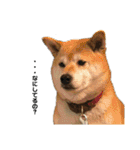柴犬こたろうの日常2（個別スタンプ：23）