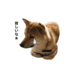 柴犬こたろうの日常2（個別スタンプ：25）