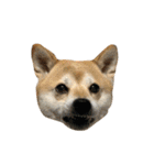 柴犬こたろうの日常2（個別スタンプ：28）